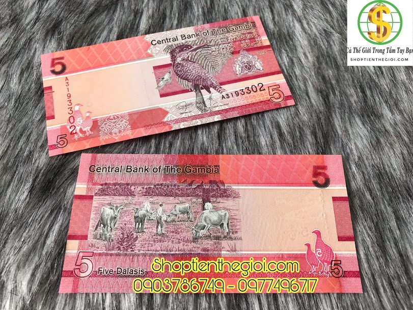 Gambia 5 Dalasis 2019 UNC banknote